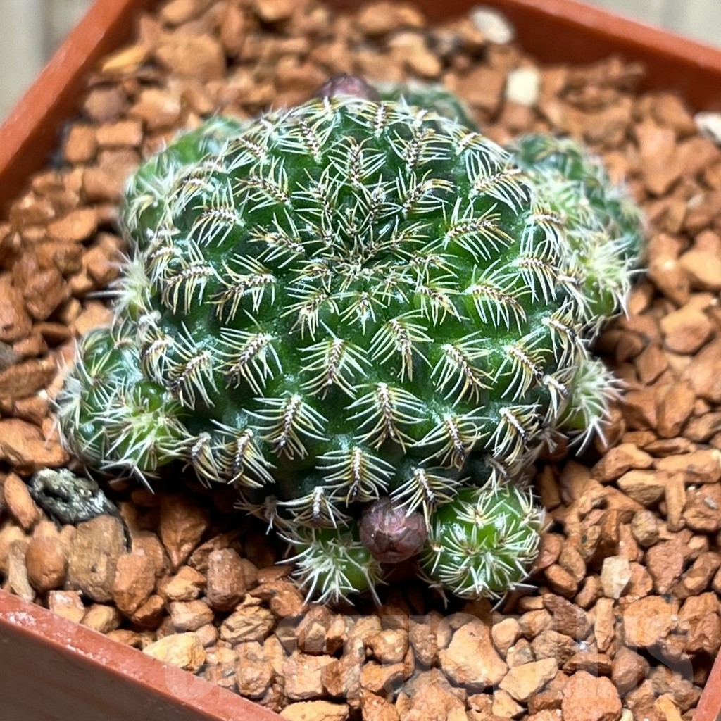 SHPR24654 Sulcorebutia mizquensis RF 192