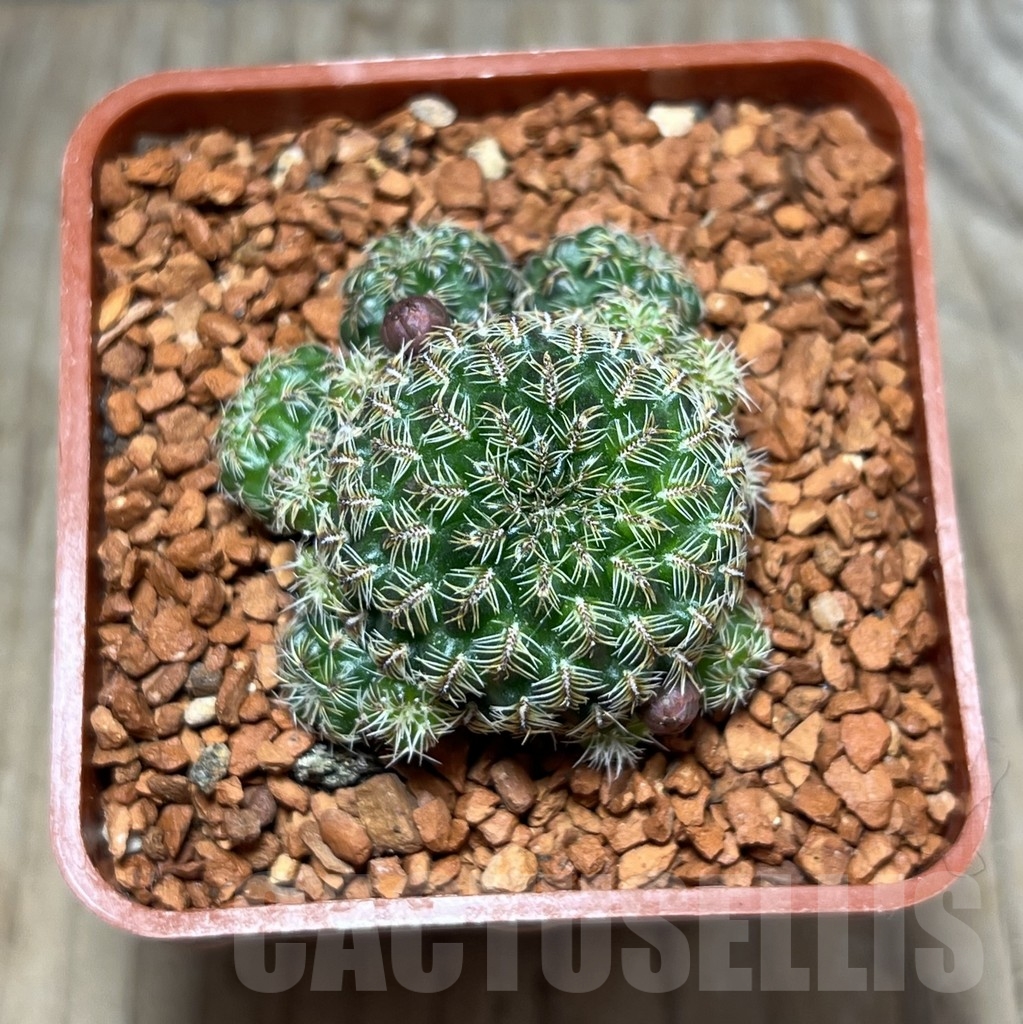 SHPR24654 Sulcorebutia mizquensis RF 192 - Imagen 2