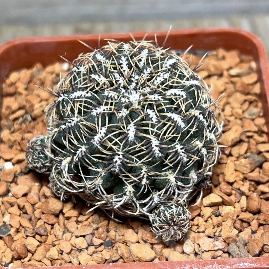 SHPR24656 Sulcorebutia mizquensis B2