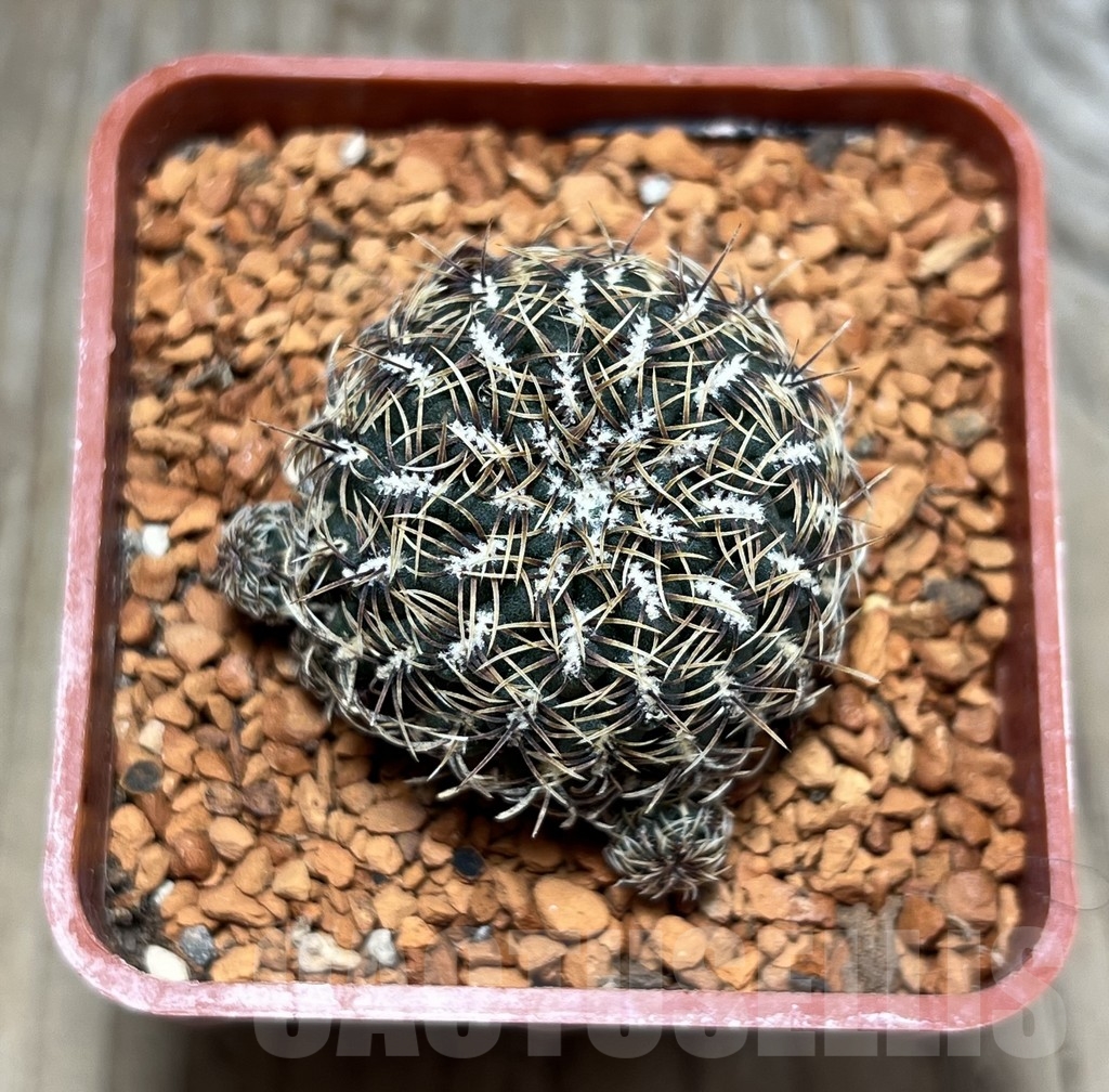 SHPR24656 Sulcorebutia mizquensis B2 - Imagen 2