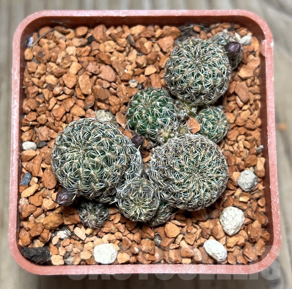 SHPR24658 Sulcorebutia mizquensis LH 1386 - Image 2