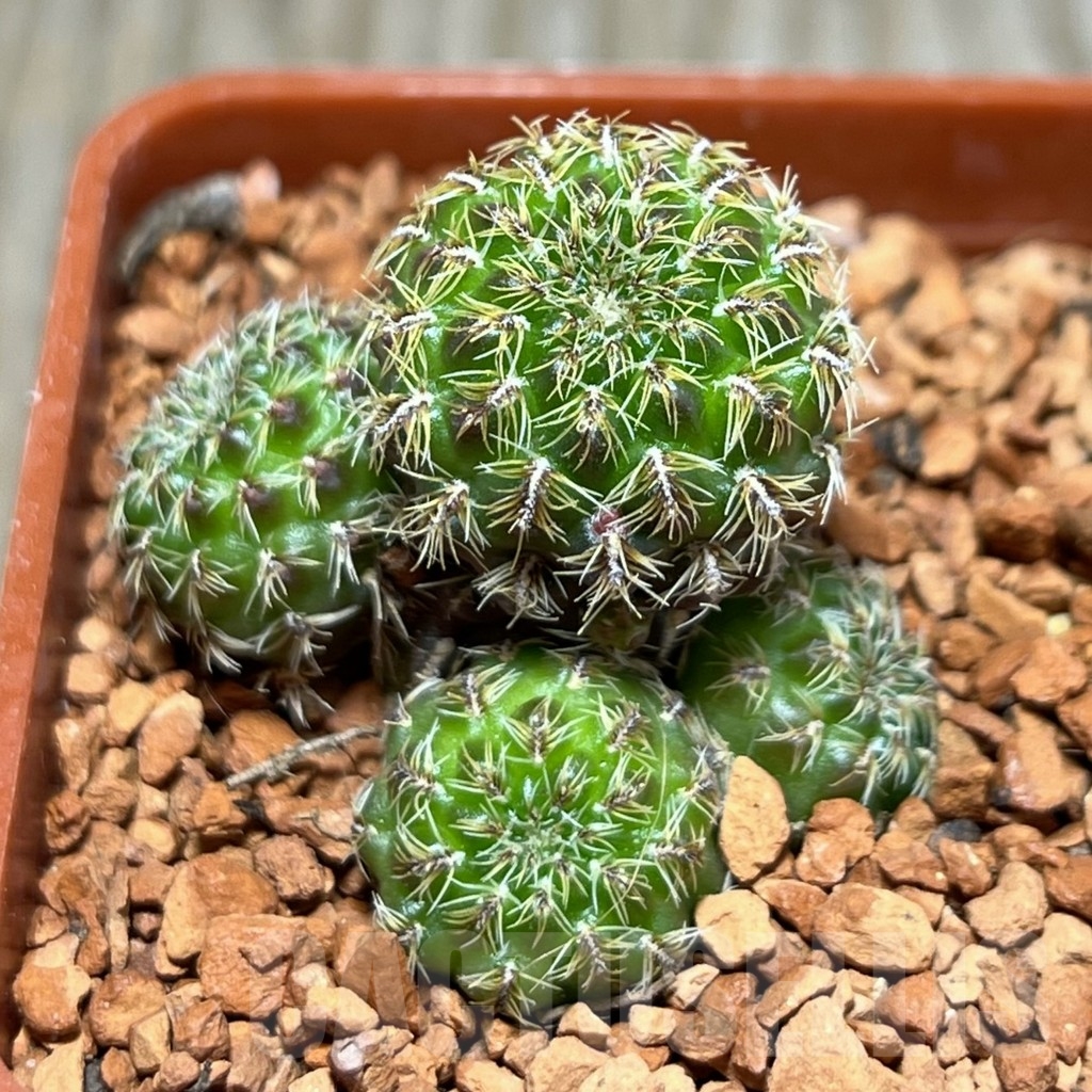 SHPR24659 Sulcorebutia mizquensis RF 192
