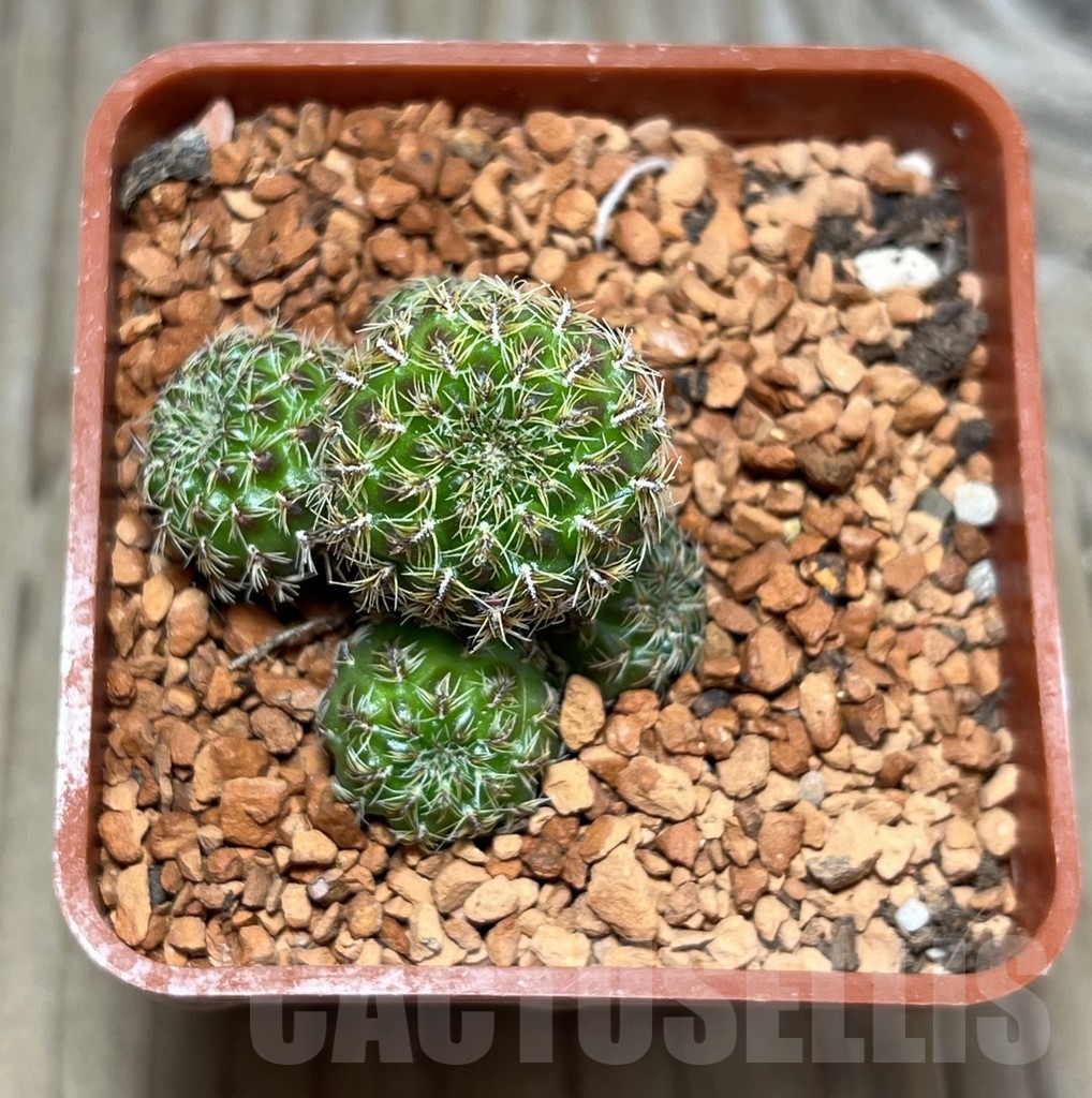 SHPR24659 Sulcorebutia mizquensis RF 192 – Bild 2