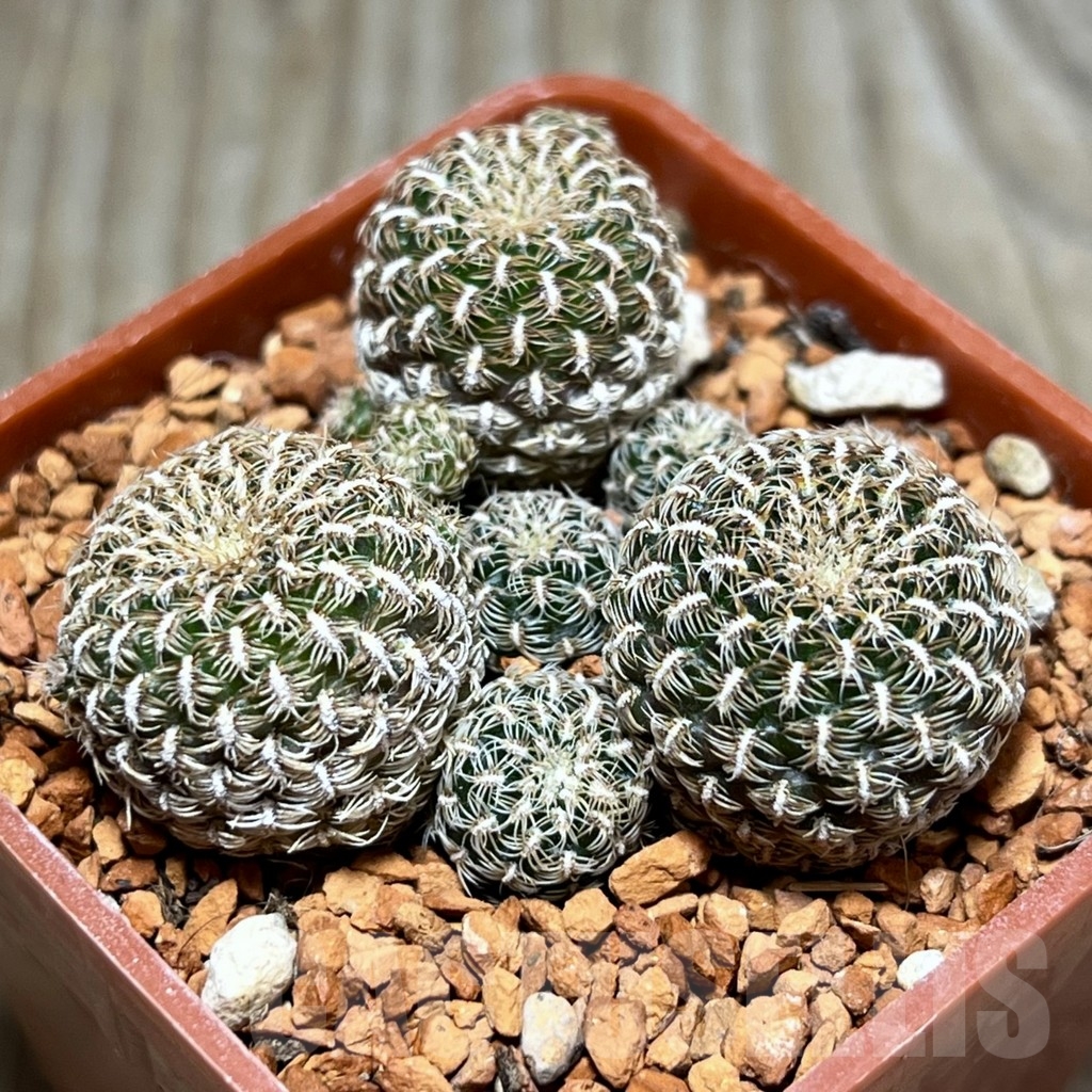 SHPR24660 Sulcorebutia albissima v. minima LH 1528