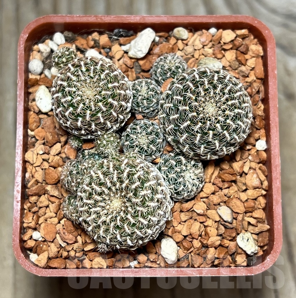 SHPR24660 Sulcorebutia albissima v. minima LH 1528 – Bild 2