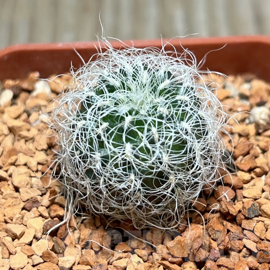 SHPR24662 Sulcorebutia hertusii v. aureicapillata LH 843