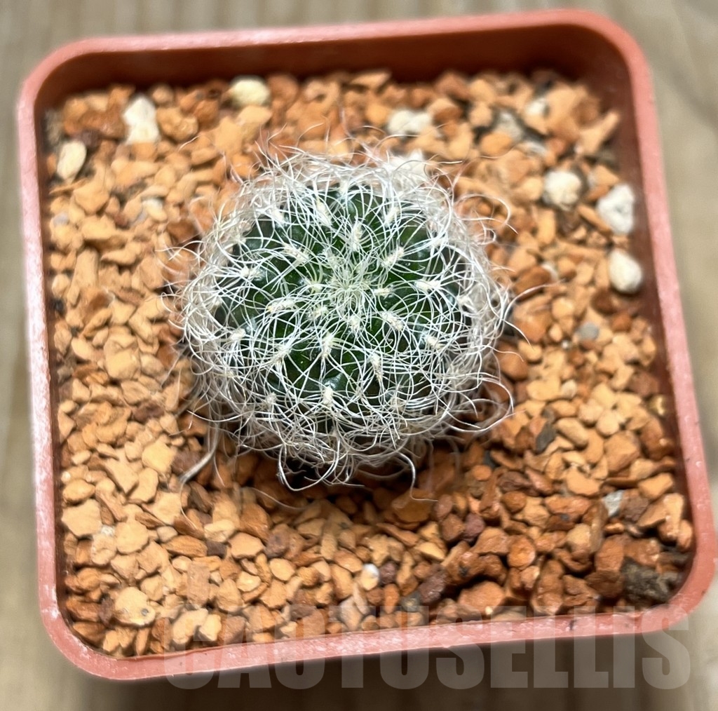 SHPR24662 Sulcorebutia hertusii v. aureicapillata LH 843 – Bild 2