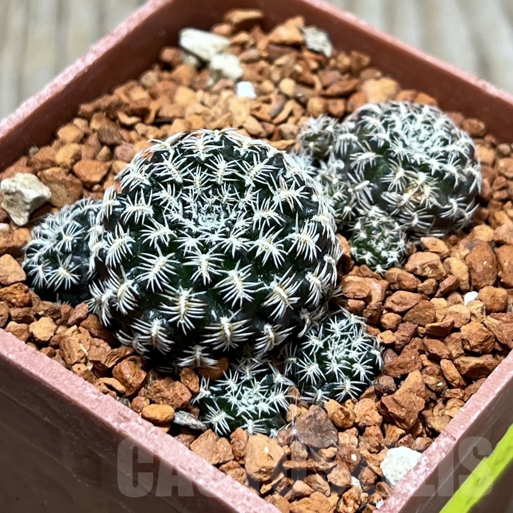 SHPR24663 Sulcorebutia augustinii LH 1721