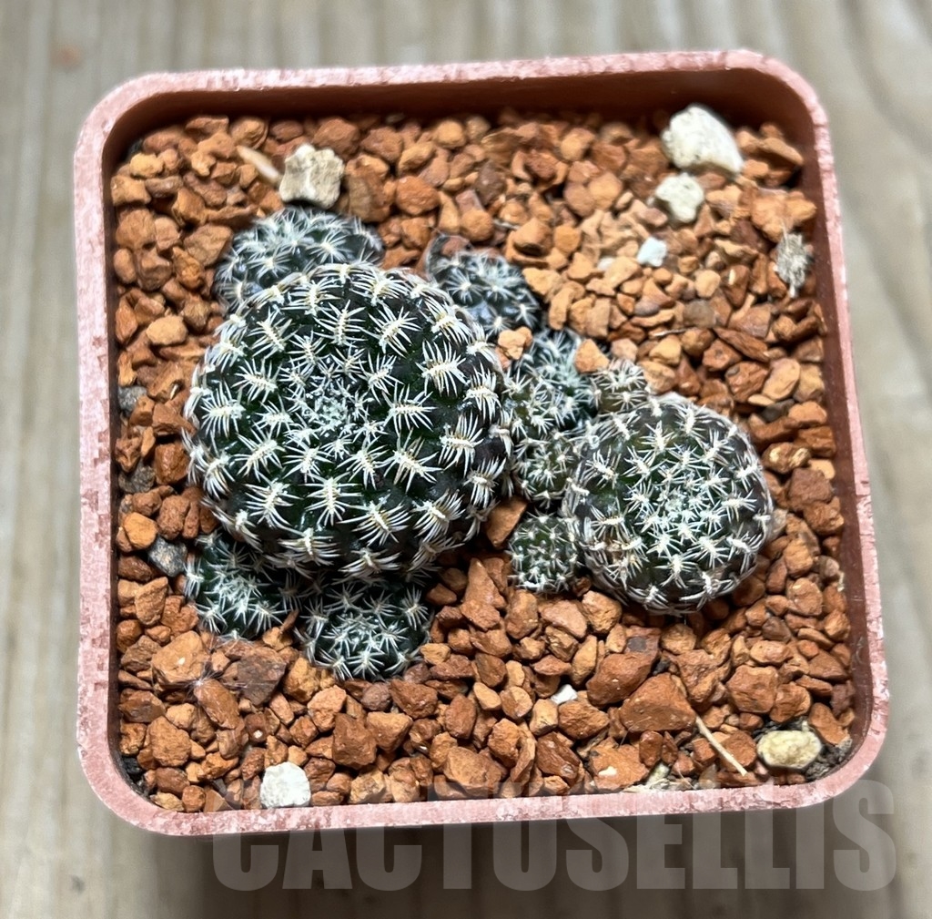 SHPR24663 Sulcorebutia augustinii LH 1721 – Bild 2