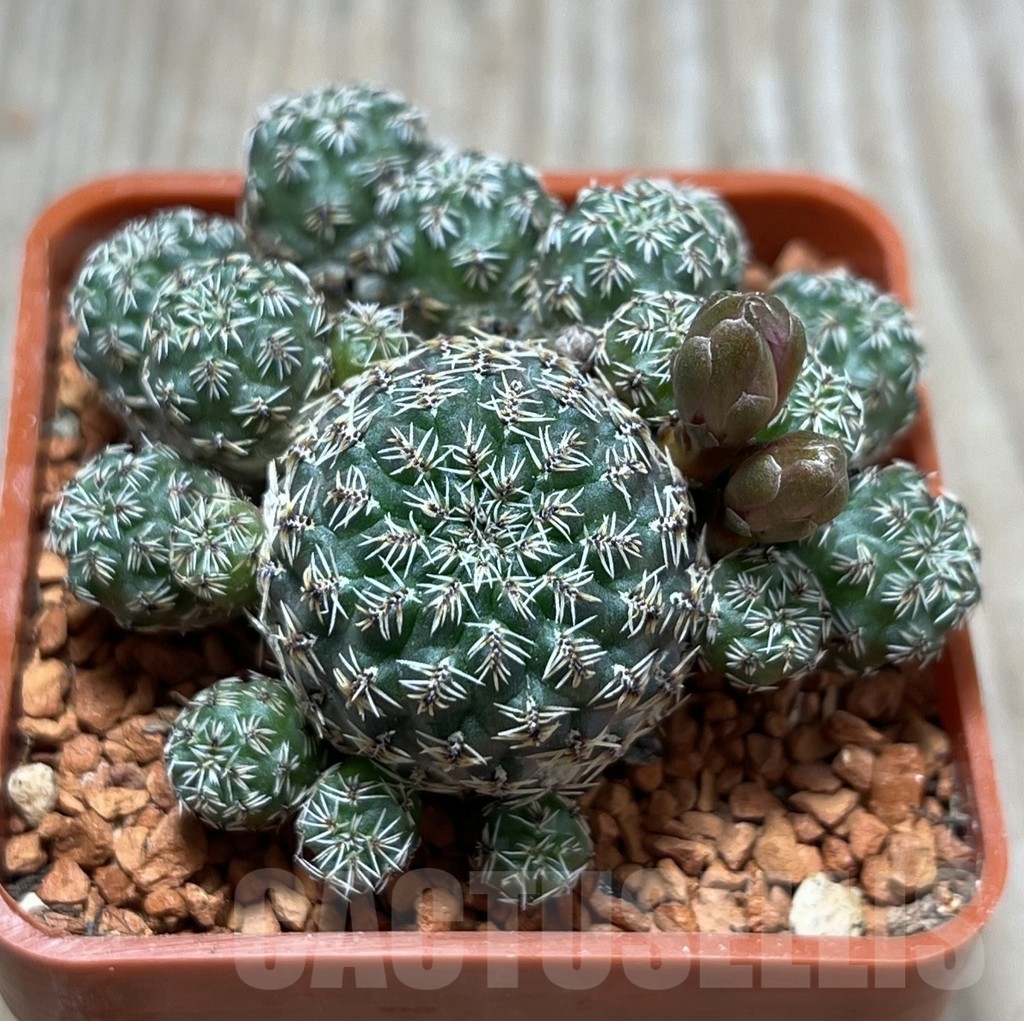 SHPR24664 Sulcorebutia taratensis LH 1448