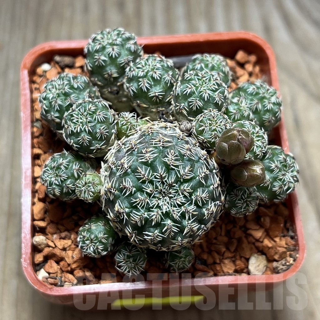 SHPR24664 Sulcorebutia taratensis LH 1448 – Bild 2