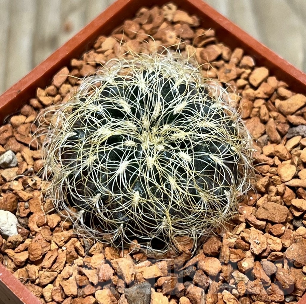 SHPR24668 Sulcorebutia patricii LH 1123