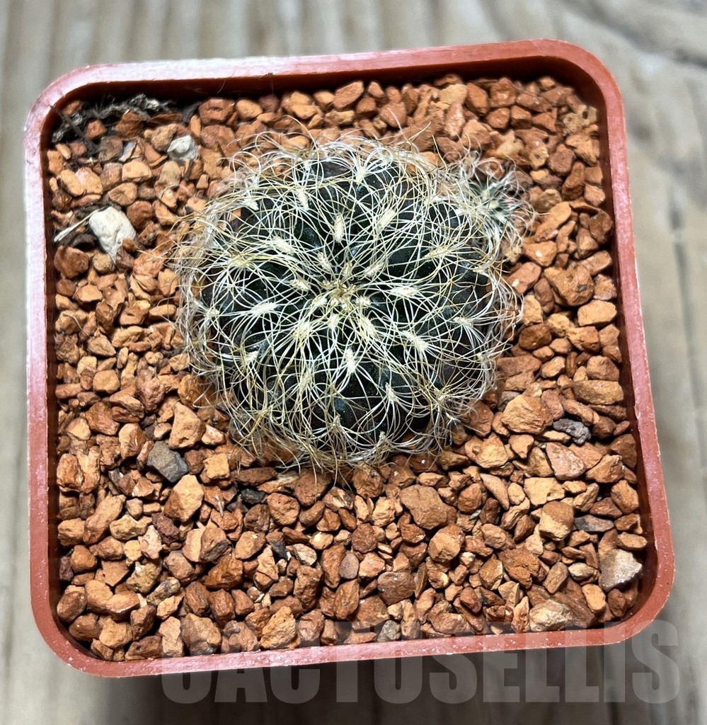 SHPR24668 Sulcorebutia patricii LH 1123 – Image 2