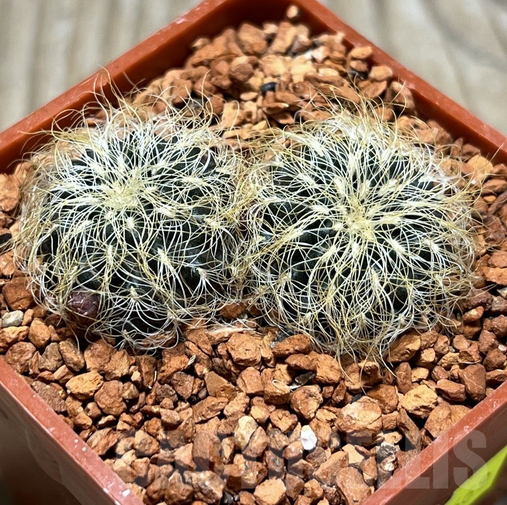 SHPR24669 Sulcorebutia patricii LH 1123