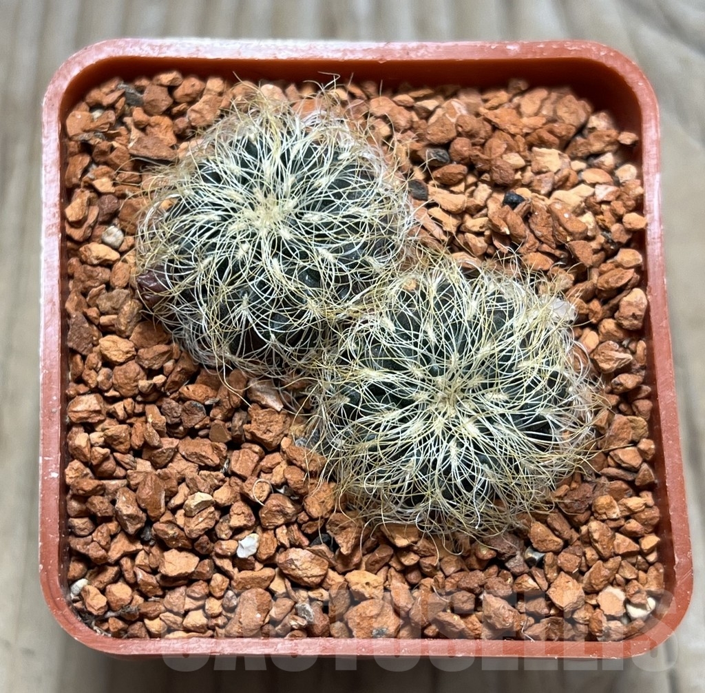 SHPR24669 Sulcorebutia patricii LH 1123 - Зображення 2