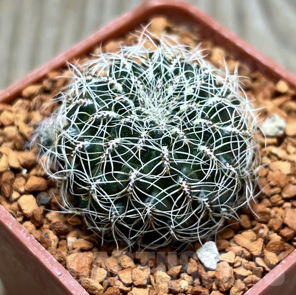 SHPR24670 Sulcorebutia crispata PHA 976