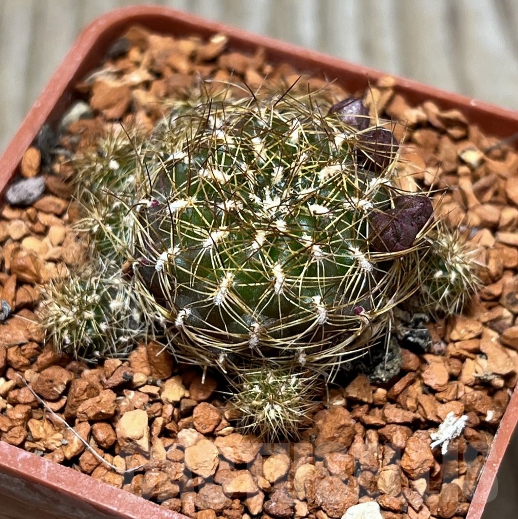 SHPR24671 Sulcorebutia vargasii LH1529