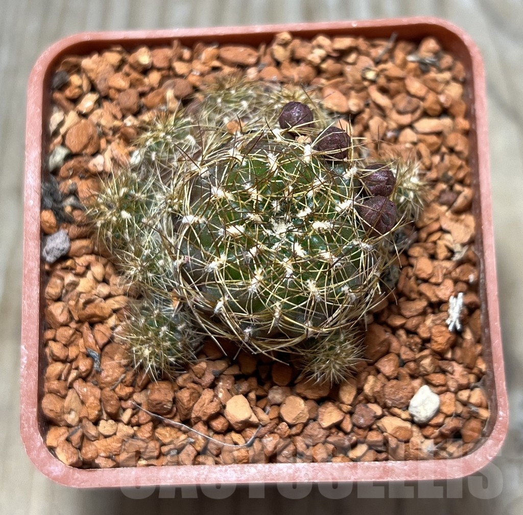 SHPR24671 Sulcorebutia vargasii LH1529 – Bild 2