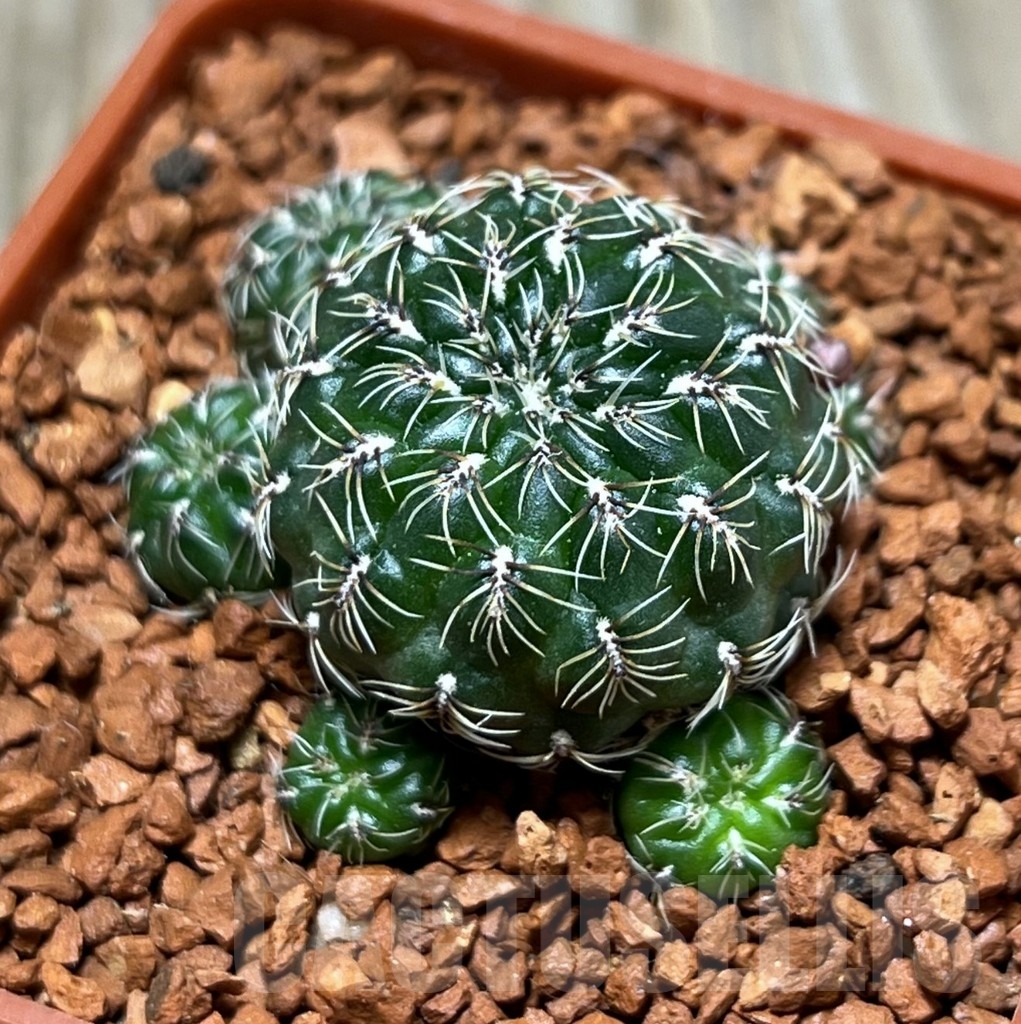 SHPR24672 Sulcorebutia inflexiseta LH 1122