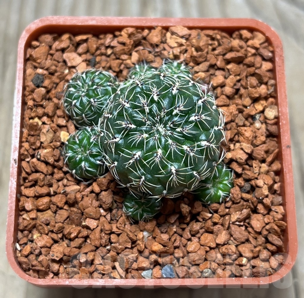 SHPR24672 Sulcorebutia inflexiseta LH 1122 – Bild 2