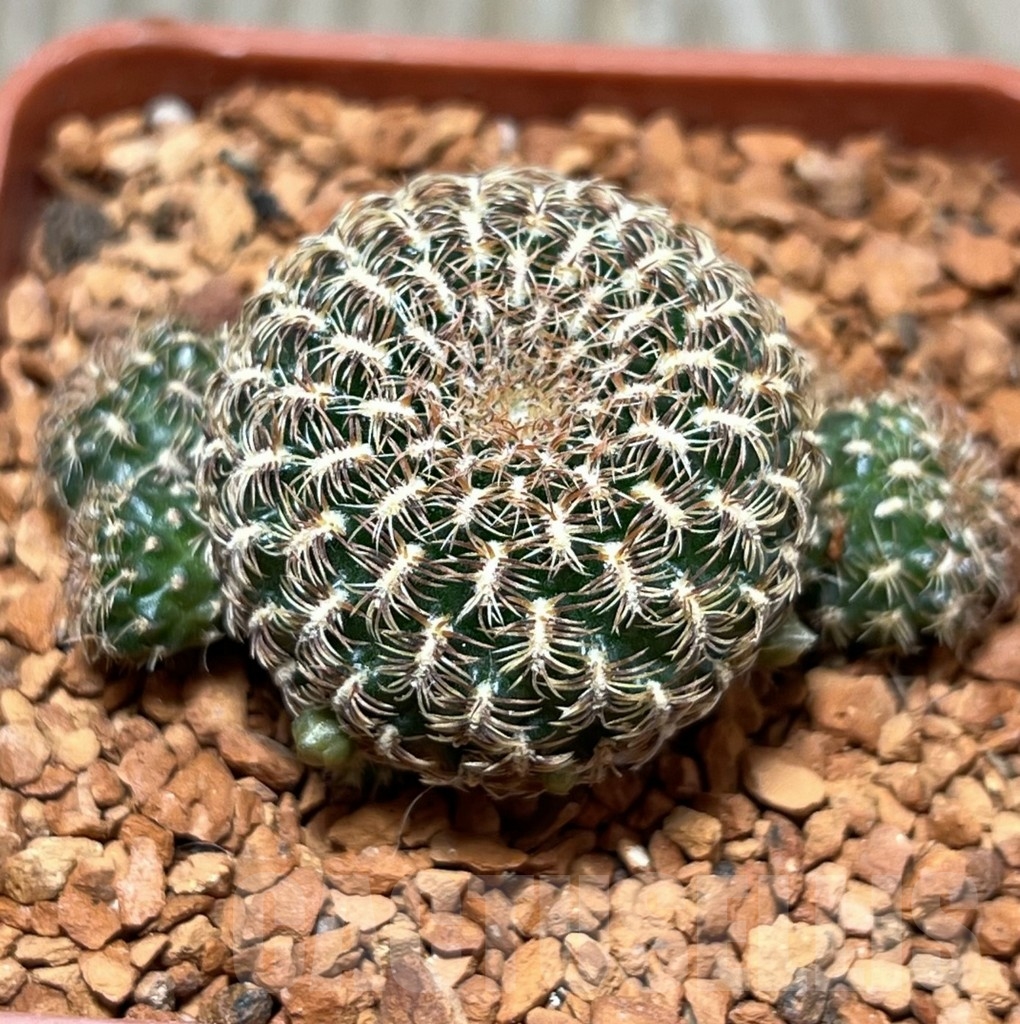 SHPR24673 Sulcorebutia mentosa x albissima PHA 1477