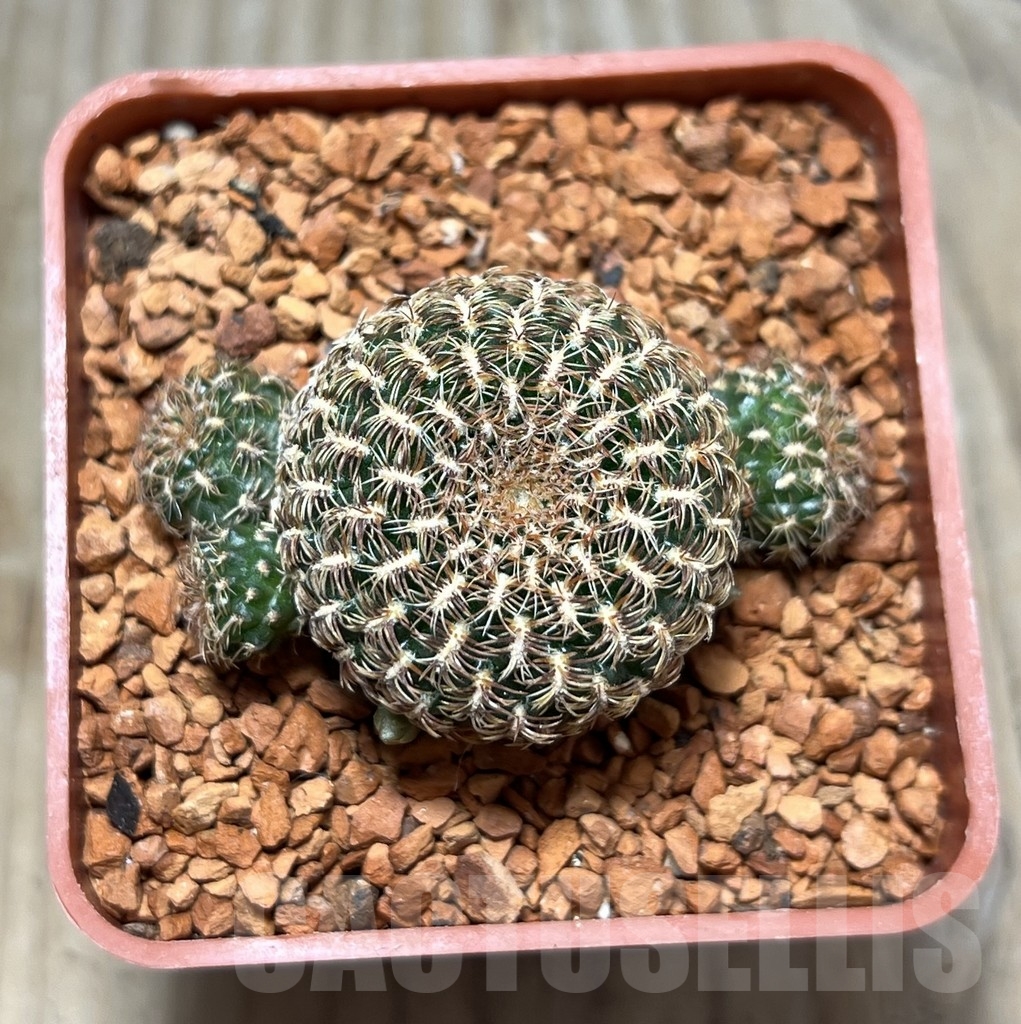 SHPR24673 Sulcorebutia mentosa x albissima PHA 1477 - Image 2