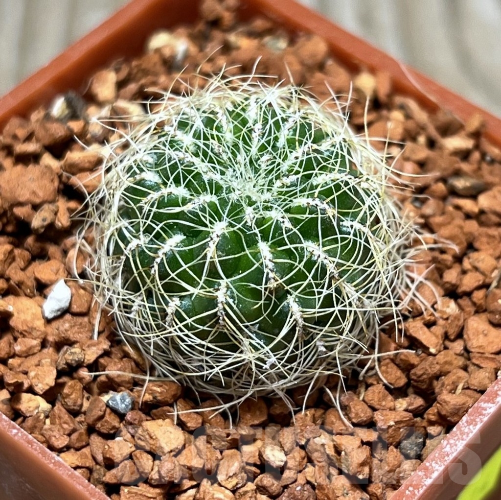 SHPR24674 Sulcorebutia hertusii v.aureicapilata VS 339