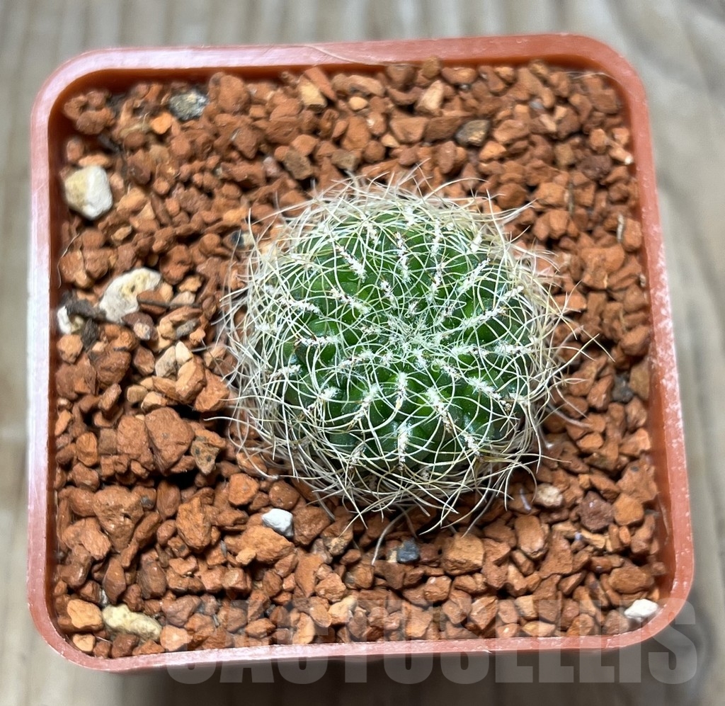 SHPR24674 Sulcorebutia hertusii v.aureicapilata VS 339 - Image 2