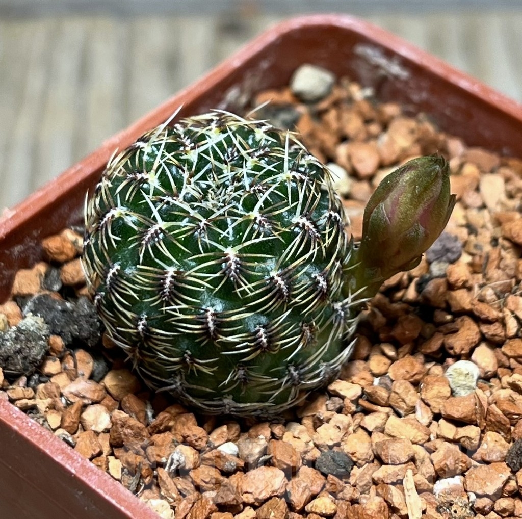 SHPR24675 Sulcorebutia hillmannii LH 2138