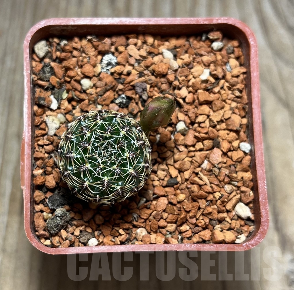 SHPR24675 Sulcorebutia hillmannii LH 2138 - Image 2