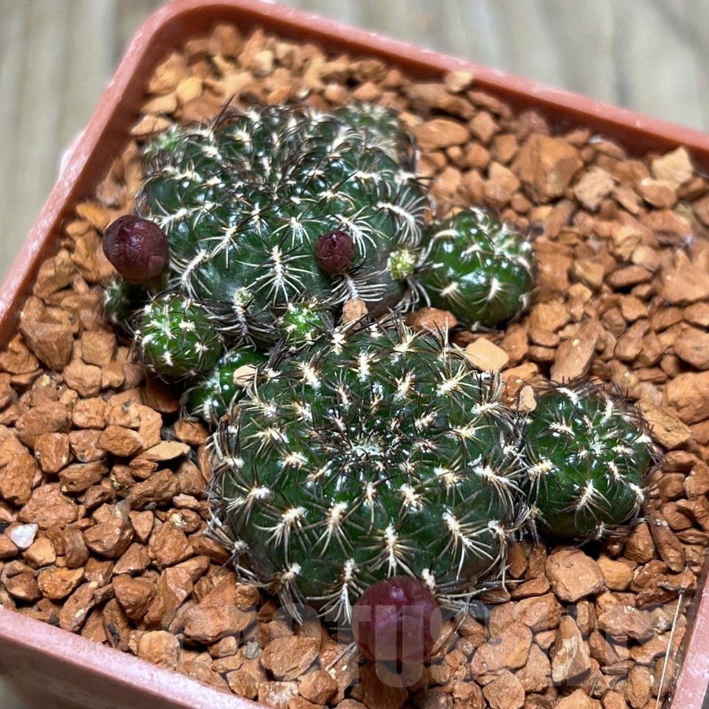 SHPR24676 Sulcorebutia lamplochlora PHA 1656