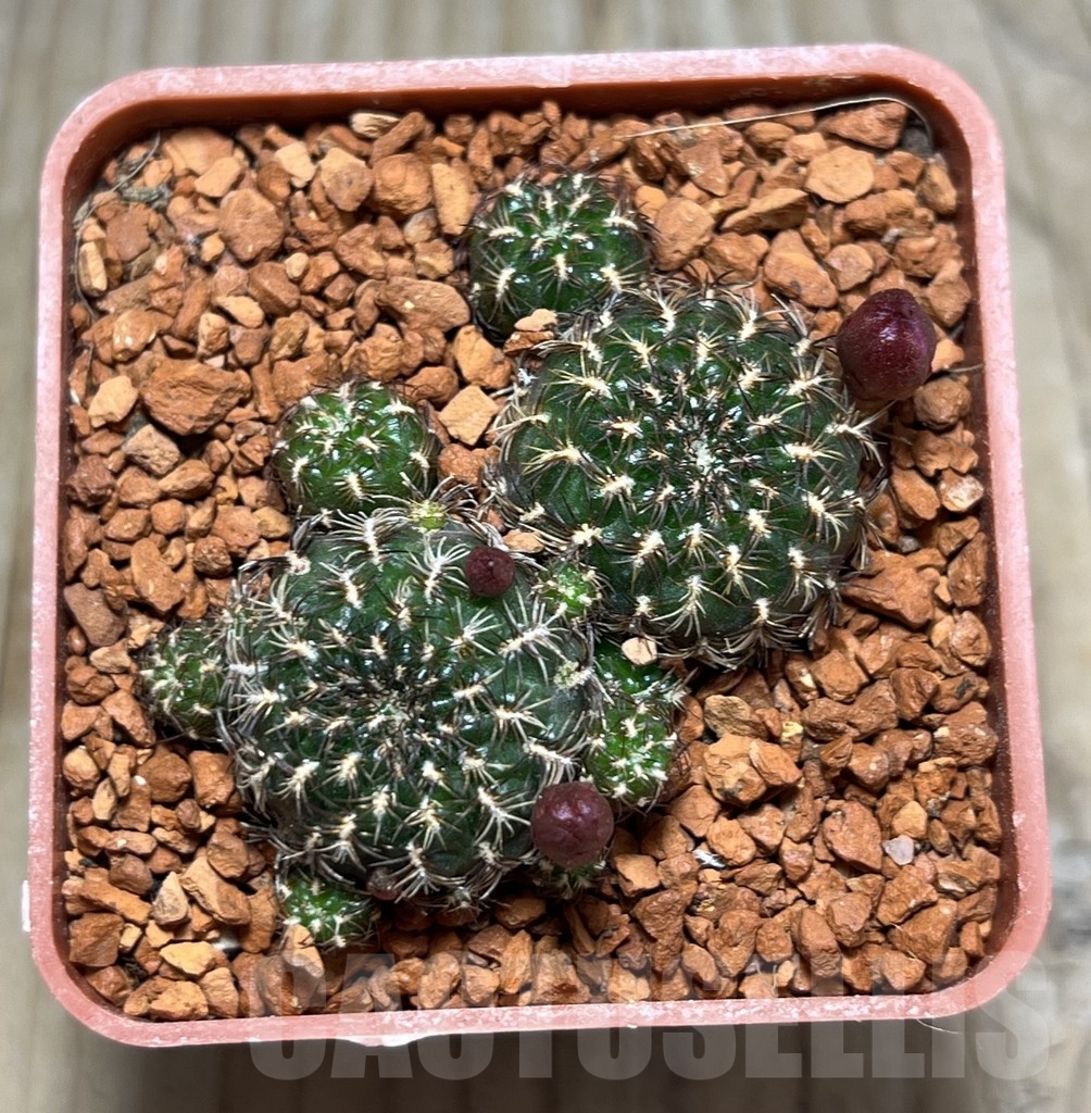 SHPR24676 Sulcorebutia lamplochlora PHA 1656 - Imagen 2