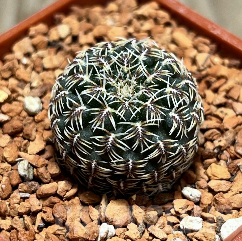 SHPR24677 Sulcorebutia brevispina LH 2337