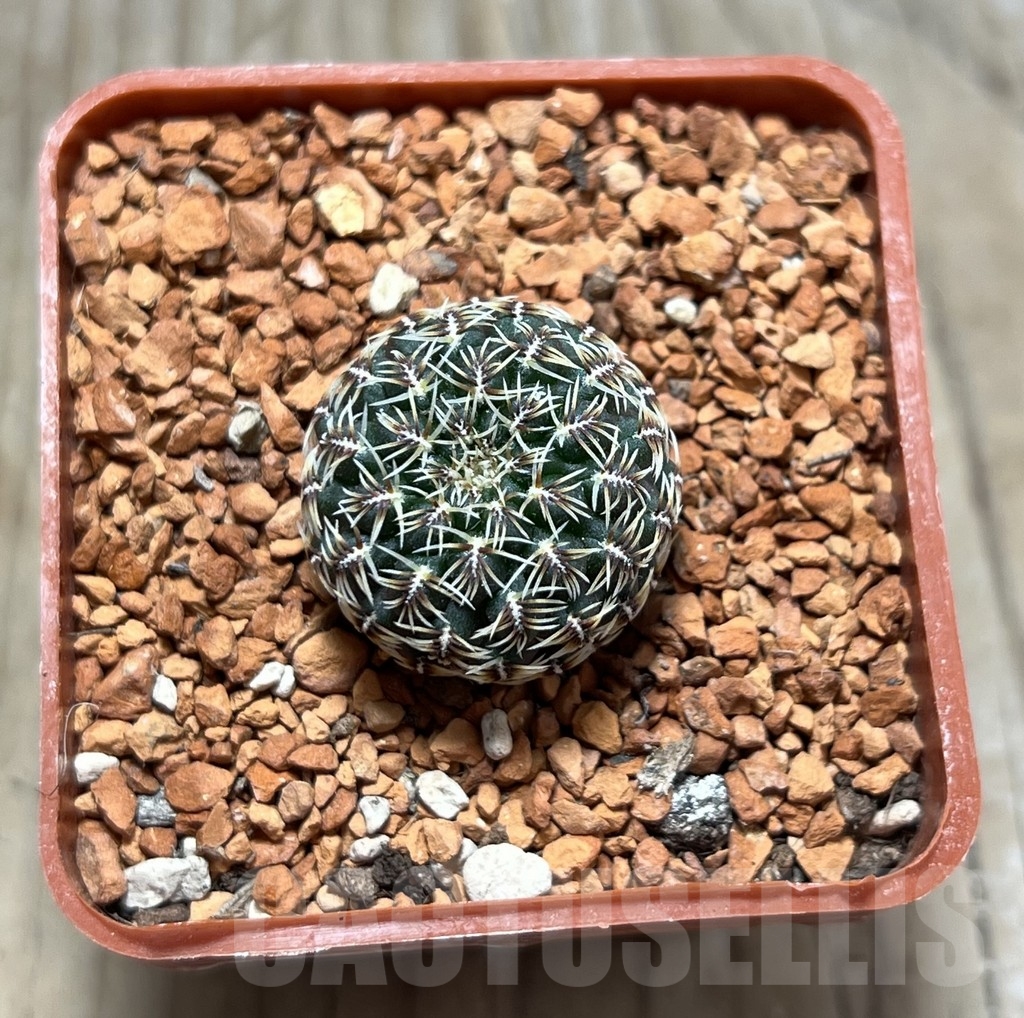 SHPR24677 Sulcorebutia brevispina LH 2337 - Image 2