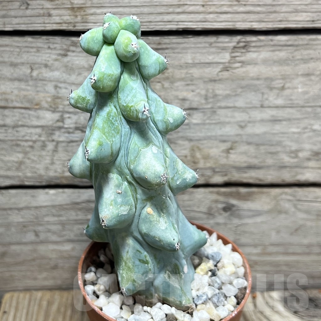SHPR24678 Myrtillocactus geometrizans 'Fukurokuryuzinboku'