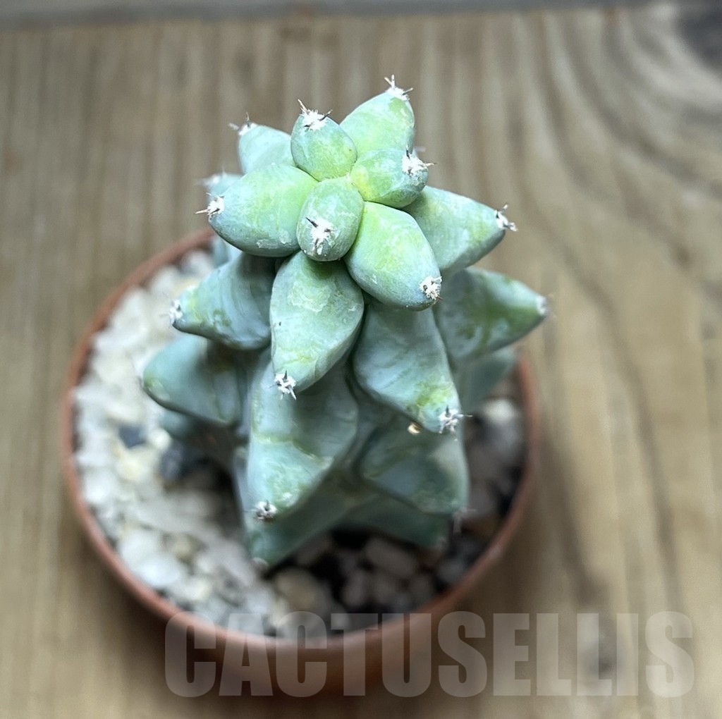 SHPR24678 Myrtillocactus geometrizans 'Fukurokuryuzinboku' - Imagen 2