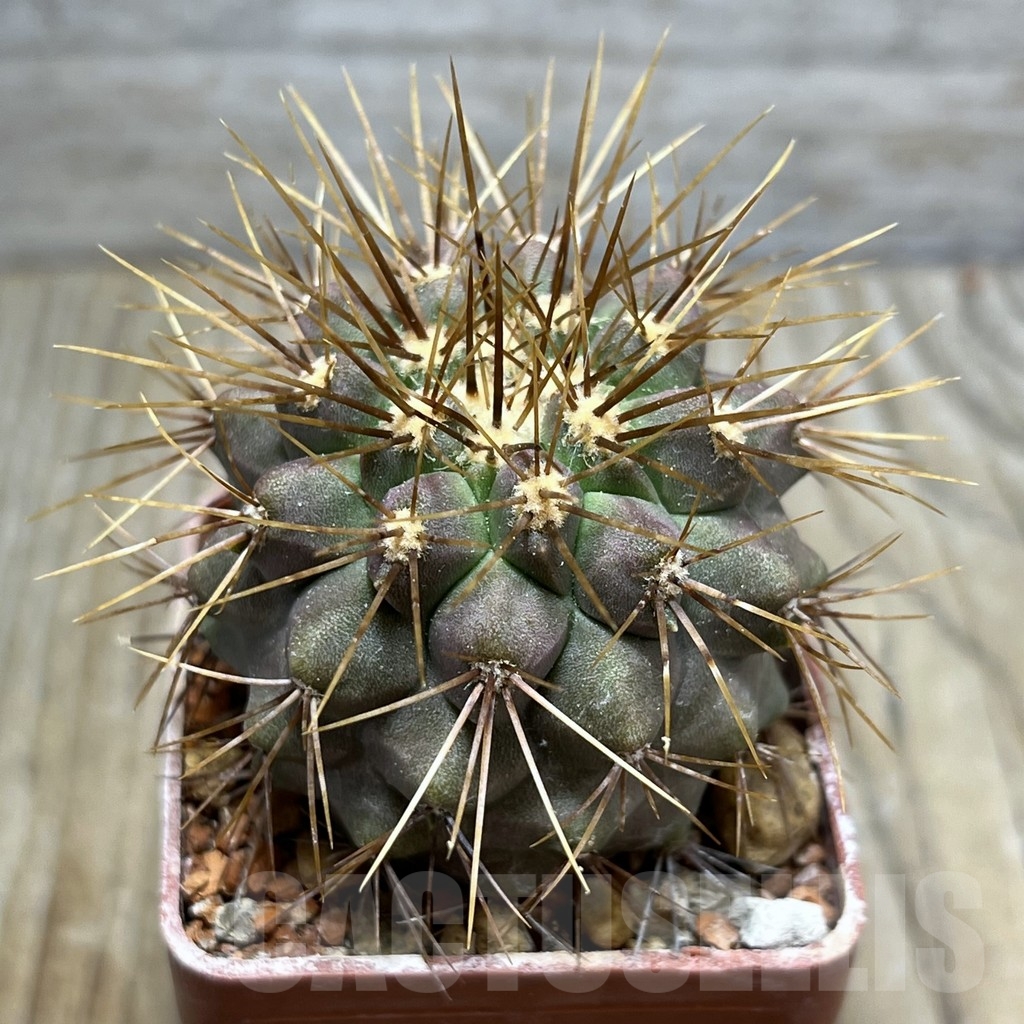 SHPR24679 Copiapoa gigantea v. haseltoniana