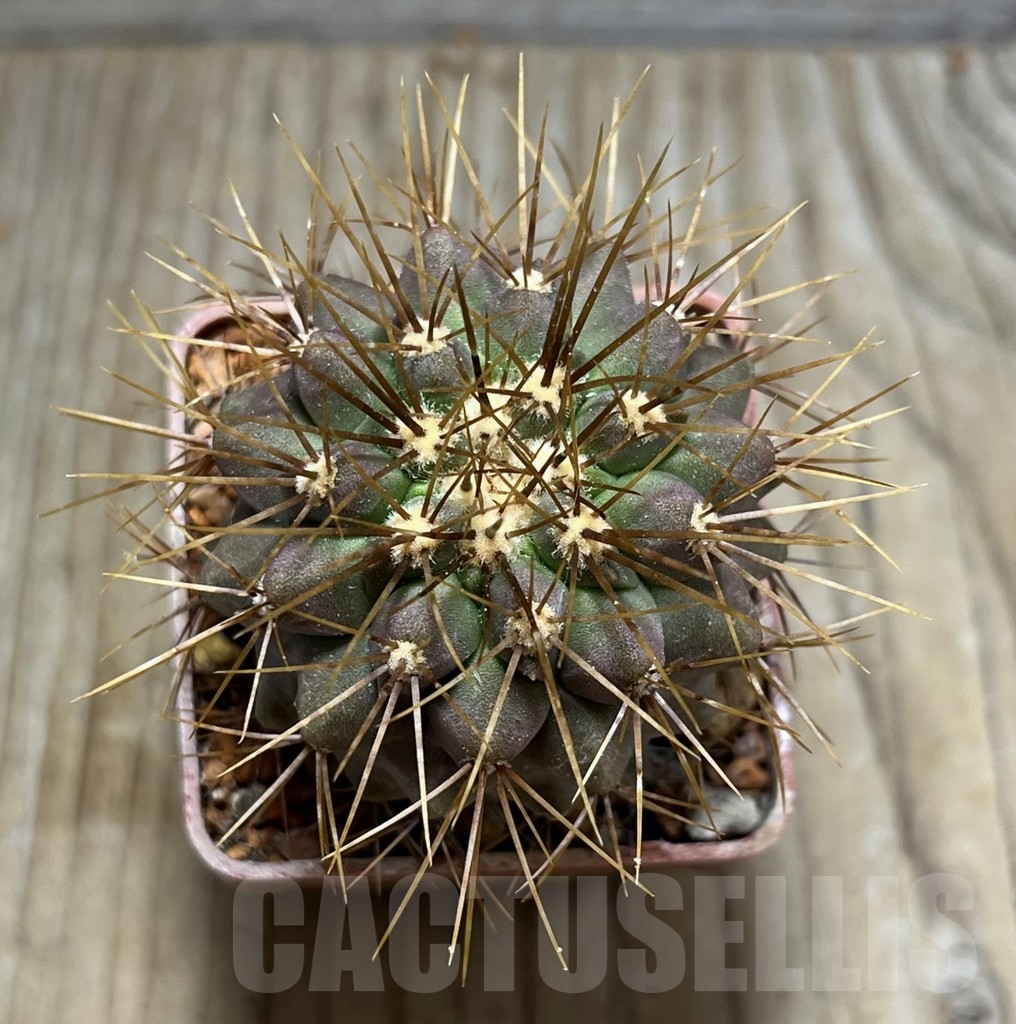 SHPR24679 Copiapoa gigantea v. haseltoniana - Imagen 2