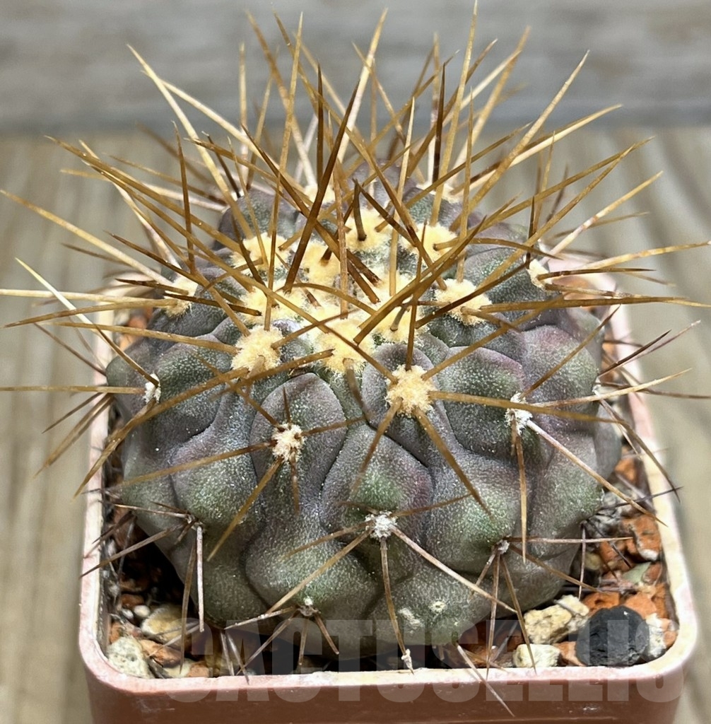 SHPR24681 Copiapoa gigantea v. haseltoniana
