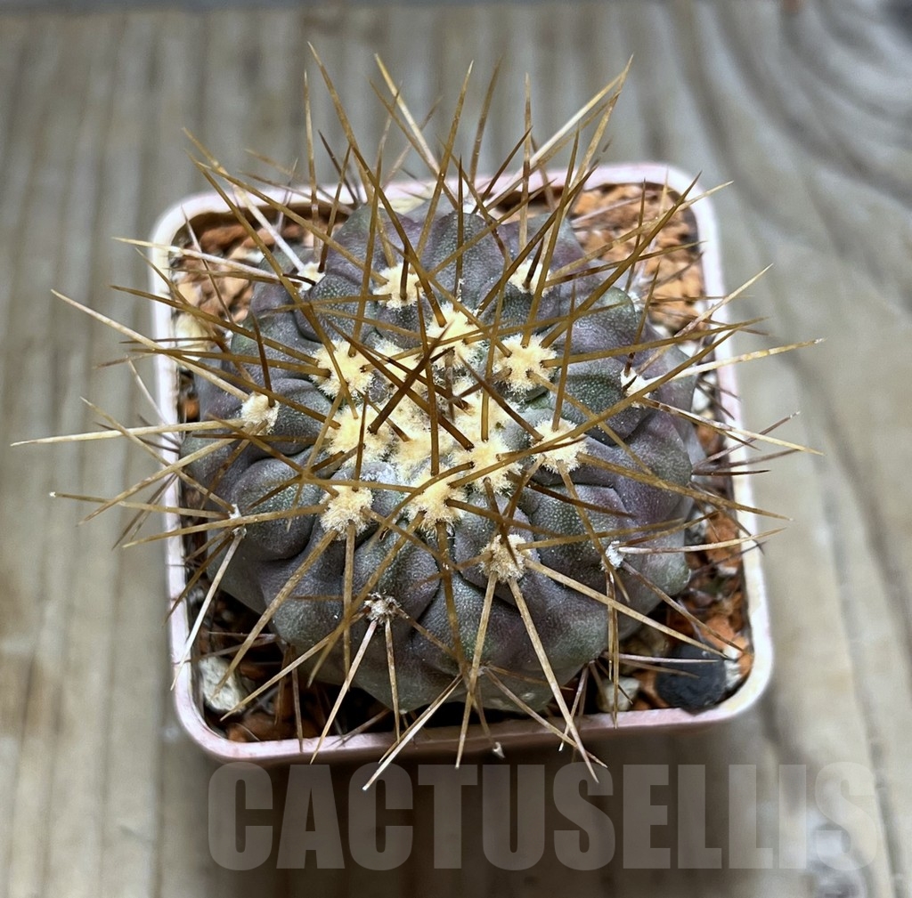 SHPR24681 Copiapoa gigantea v. haseltoniana - immagine 2