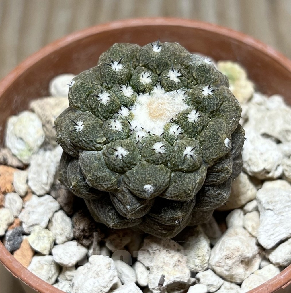 SHPR24682 Copiapoa hypogaea ‘Lizard Skin’