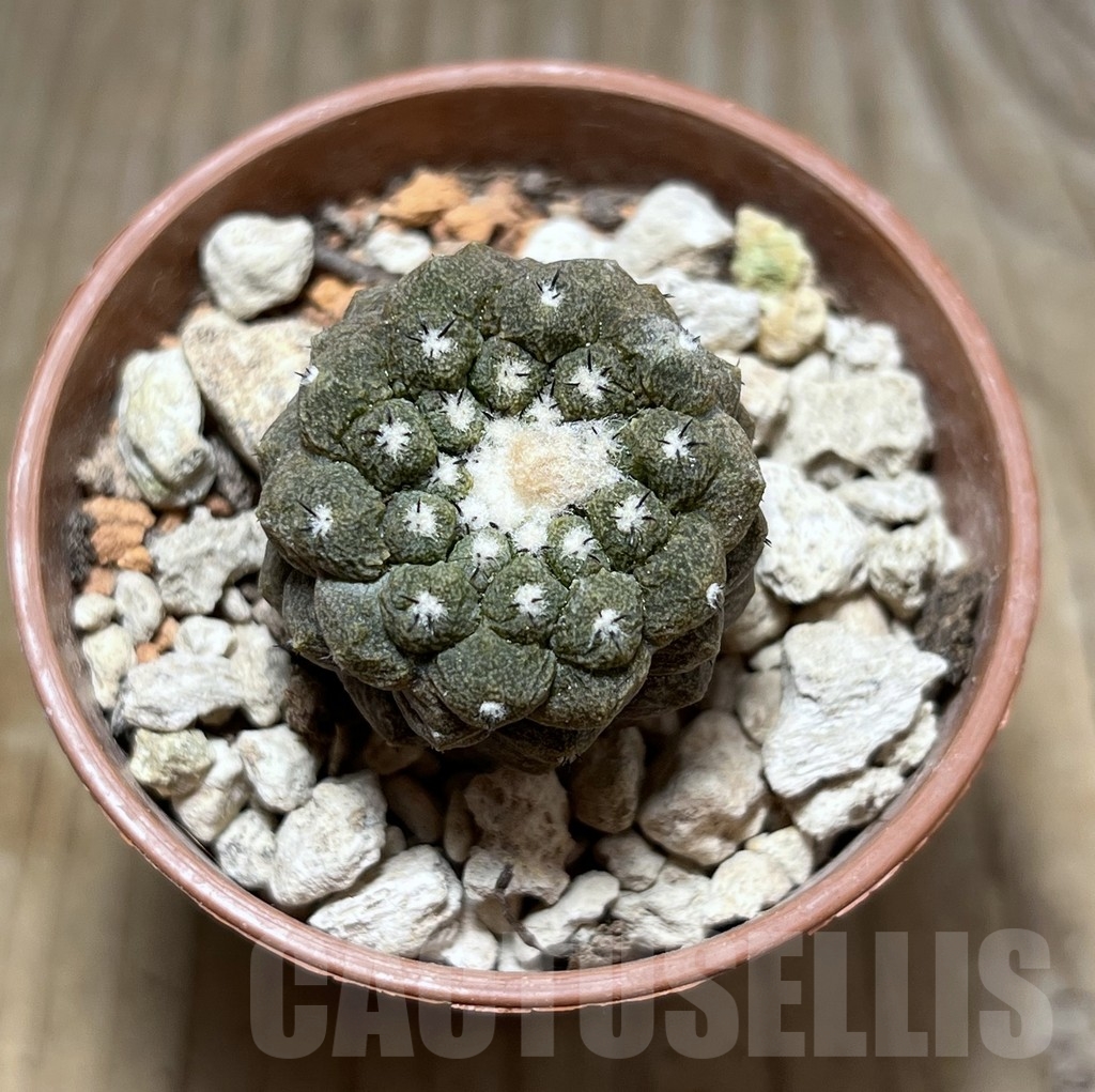 SHPR24682 Copiapoa hypogaea ‘Lizard Skin’ - Зображення 2