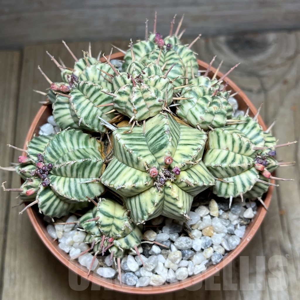 SHPR24684 Euphorbia meloformis f. variegata - 画像 (2)