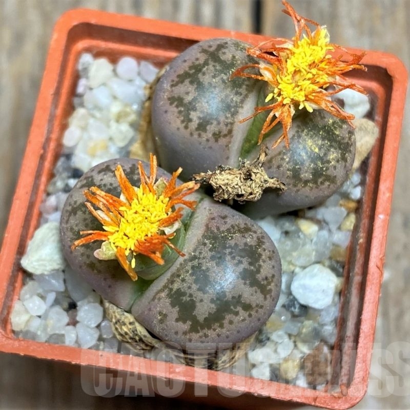 LOT72  50 SEEDS Lithops coleorum C396, 2024