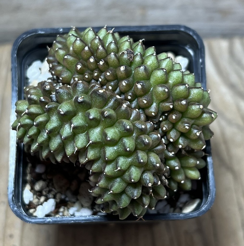 SHPR21697 Gymnocalycium mihanovichii ‘inermis’ f. cristata - Image 2