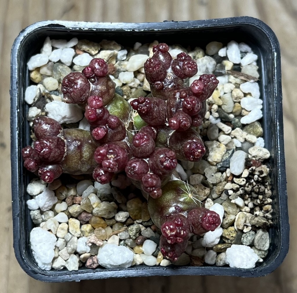 SHPR23013 Mammillaria bocasana ‘Fred’ – Bild 2