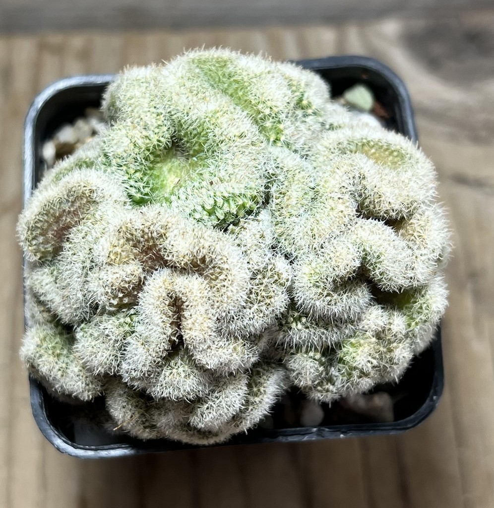SHPR16414 Mammillaria geminispina f. cristata - Imagen 2