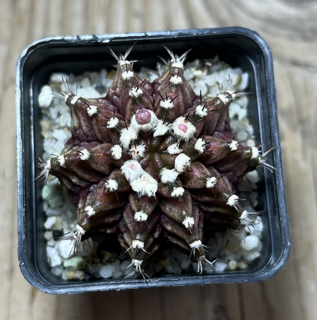 SHPR20699 Gymnocalycium mihanovichii ‘T-rex’ hybrid - Imagen 2