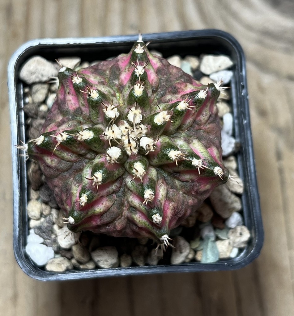SHPR22147 Gymnocalycium mihanovichii ‘T-lux’, seedling - Image 2