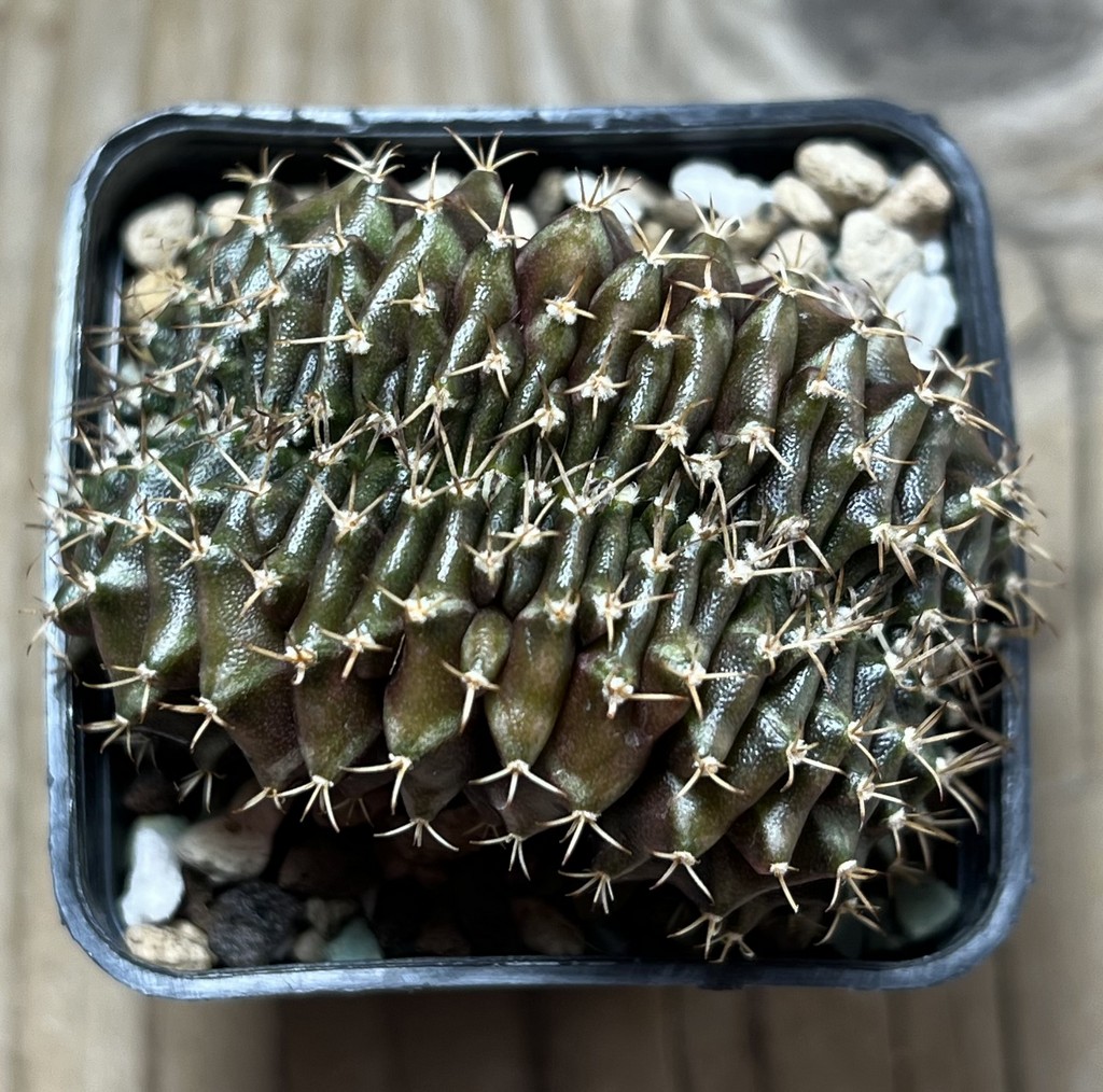 SHPR18907 Gymnocalycium mihanovichii f. cristata - Imagen 2